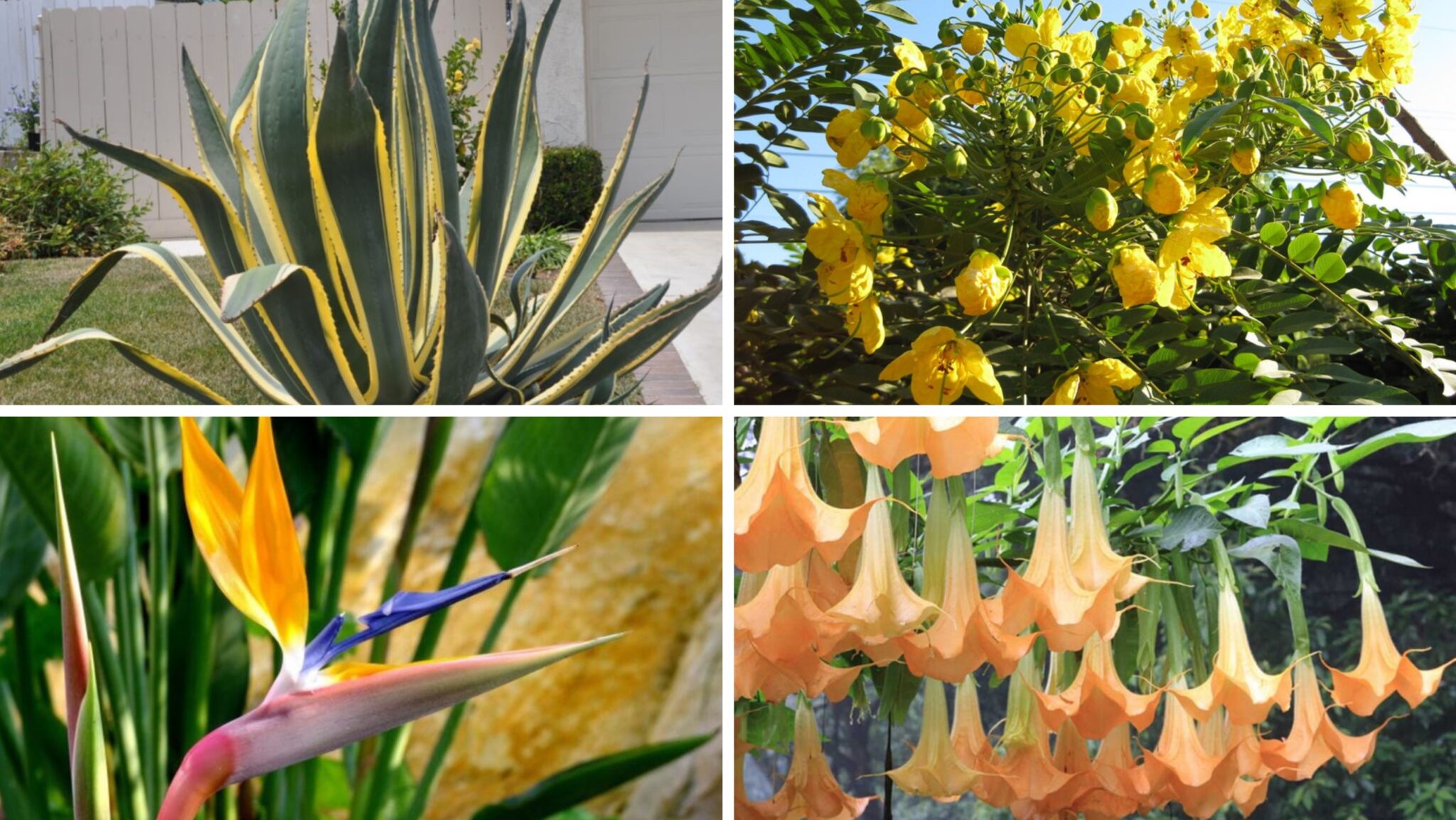 8 Most Popular Flowers in Los Angeles Royal Wedding