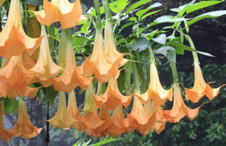 8 Most Popular Flowers in Los Angeles Royal Wedding