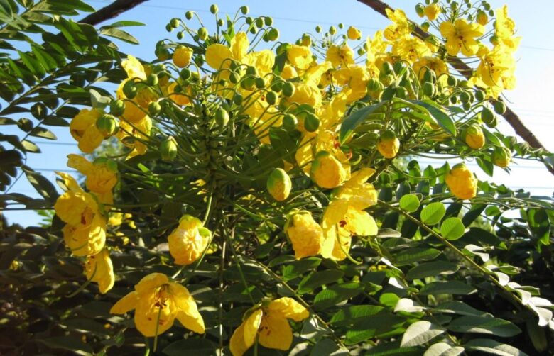 8 Most Popular Flowers in Los Angeles Royal Wedding