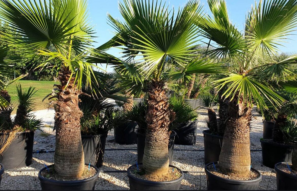 8 Most Popular Flowers in Los Angeles Royal Wedding